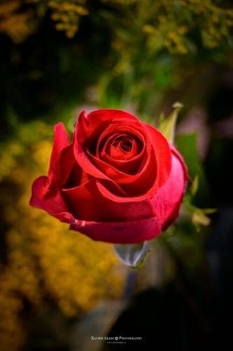 Flores