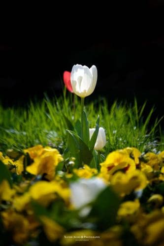 Flores