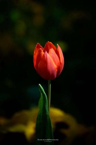 Flores
