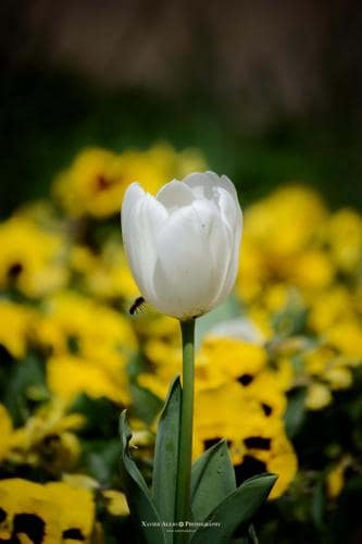 Flores