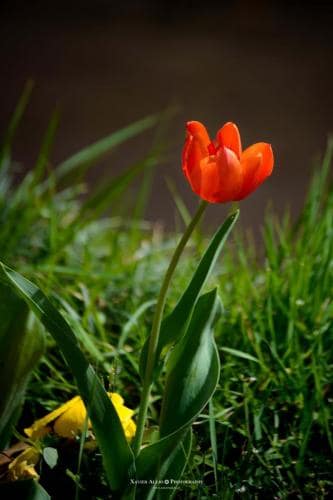 Flores