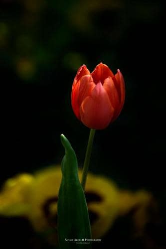 Flores