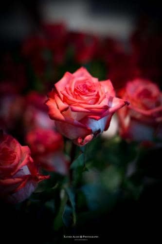 Flores