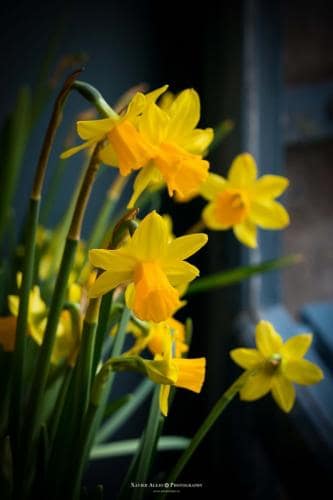 Flores