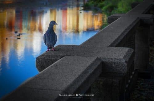 El guardián del reflejoNo hizo falta que volara.Su quietud bastó para que el mundo se detuviera.Entre piedra y agua, entre reflejo y silencio,me miró sin ruido,como si supiera que ese instanteno volvería jamás.