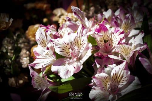 DSC0020-copia-2