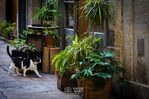 55142043724 797ace7880 b