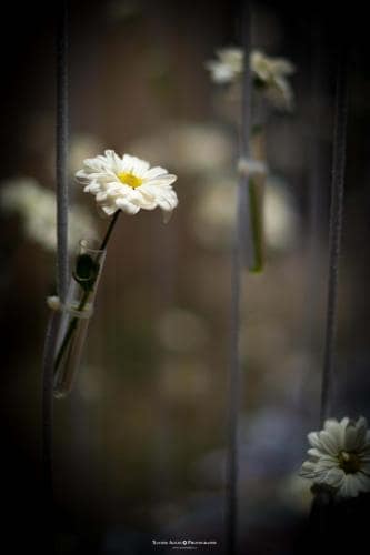 Girona, Temps de flors