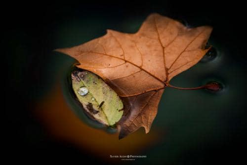 Hojas y gotas
