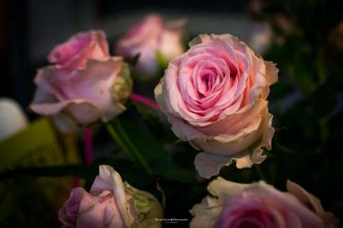 Flores, Floristeria Flor a Punt Girona