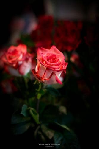 Flores, Floristeria Flor a Punt Girona