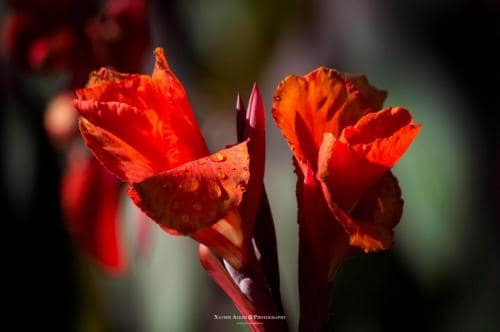 Flores, Floristeria Flor a Punt Girona